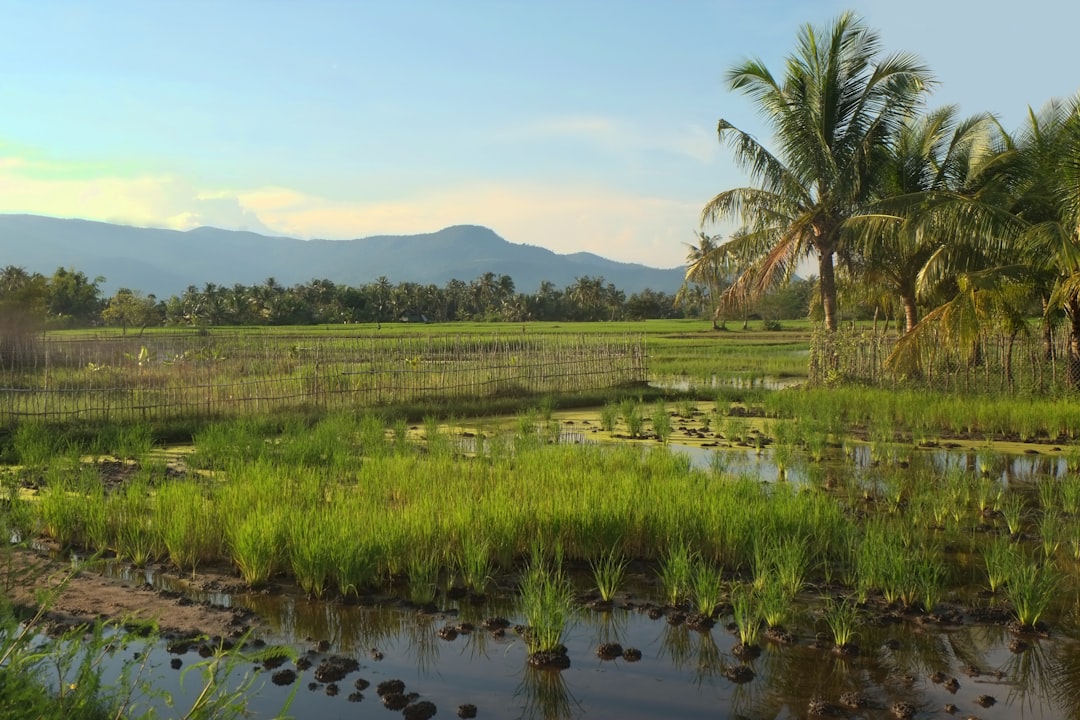 Ibukota Baru Indonesia: IKN di Kalimantan